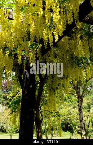 Gelben Goldregen Blumen Blumen Blütentrauben decken Verkleidung überdachte Pergola Holz Feature Garten Kletterer Klettern Gartenarbeit Stockfoto