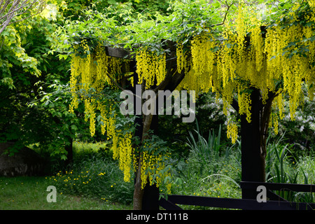 Gelben Goldregen Blumen Blumen Blütentrauben decken Verkleidung überdachte Pergola Holz Feature Garten Kletterer Klettern Gartenarbeit Stockfoto