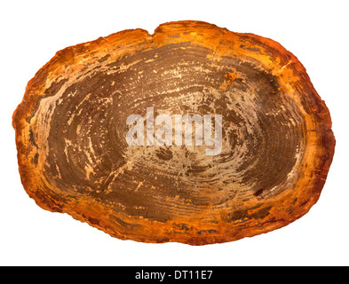 versteinertes Holz geschnitten und poliert. Stockfoto