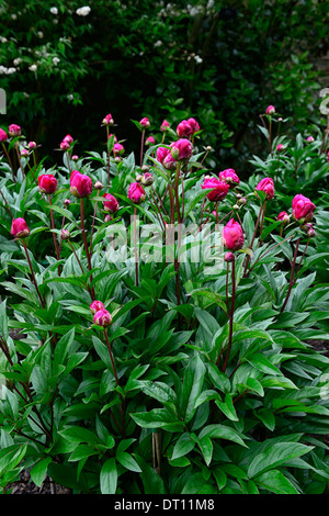 Paeonia Officinalis Rubra Plena Pfingstrose Pfingstrosen rosa rote Blume Blumen mehrjährig Bett Grenze Stockfoto