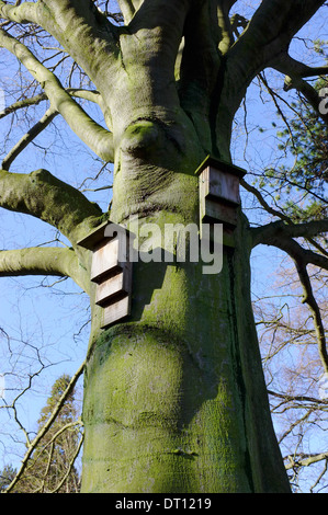 Fledermauskästen auf einem Baumstamm in Wardown Park, Luton, Bedfordshire Stockfoto