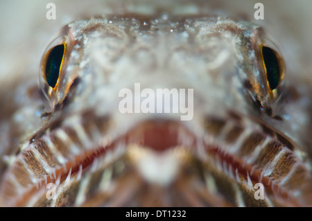 Eidechsenfisch, Synodus Sp., Extreme Nahaufnahme des Kopfes direkt auf Halmahera, Molukken, Indonesien Stockfoto