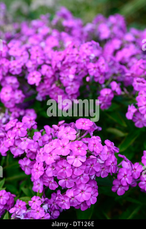 Phlox Paniculata Amethyst Garten Phlox Violett Lila Staude Blumen Blüte