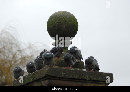 Tauben trotzten den Regen auf einem Park Pfosten Stockfoto