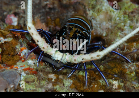 Bemalte Languste, Panulirus Versicolour, Porträt von einem einzelnen, Halmahera, Molukken, Indonesien Stockfoto