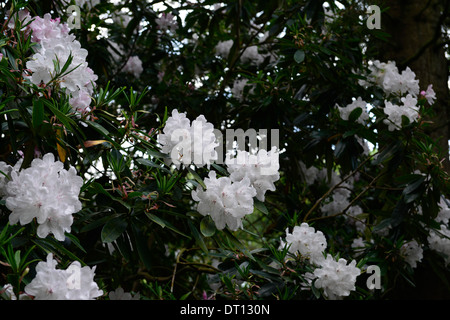 Rhododendron weiße Perle Blume Blumen Blüte Blütenbaum Stockfoto