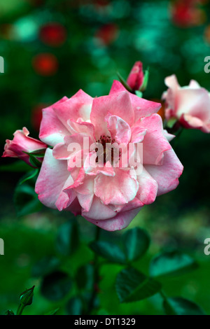 Rosa Anna Livia Kormetter Floribunda rose Rosen Blume rosa blühende Staude Stockfoto