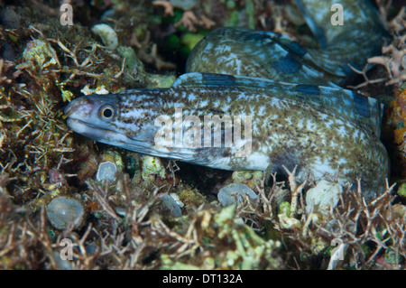 Rätselhafte Muräne Gymnothorax Enigmaticus Nahaufnahme von einzelnen Kopf und vorderen Körper, Halmahera, Molukken, Indonesien Stockfoto