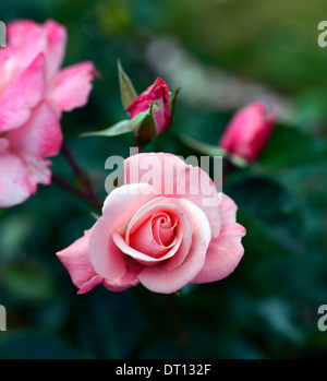 Rosa Anna Livia Kormetter Floribunda rose Rosen Blume rosa blühende Staude Stockfoto