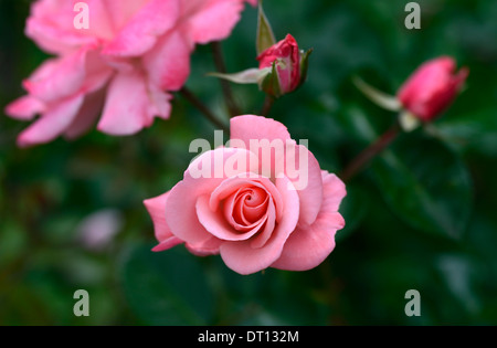 Rosa Anna Livia Kormetter Floribunda rose Rosen Blume rosa blühende Staude Stockfoto