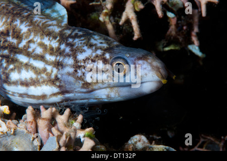 Rätselhafte Muräne Gymnothorax Enigmaticus Nahaufnahme von einzelnen Kopf, Halmahera, Molukken, Indonesien Stockfoto