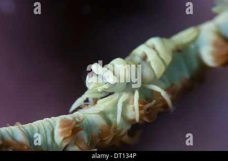 Ein Commnesal Garnelen, Dasycaris Zanzibarica, auf seinen Host Peitsche Korallen. Tafaga, Moti Insel Halmahera, Molukken, Indonesien Stockfoto