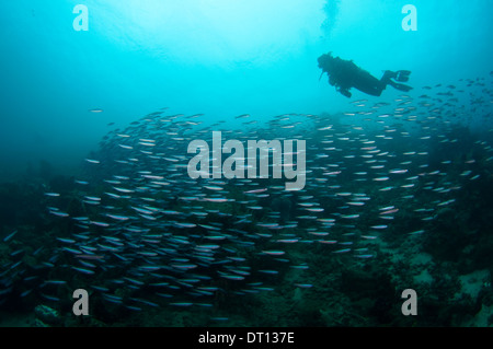 Fusilier Schule, gemischte Gruppe reisen über Riff mit Taucher, Jeti Kota, Moti Insel Halmahera, Molukken, Indonesien Stockfoto