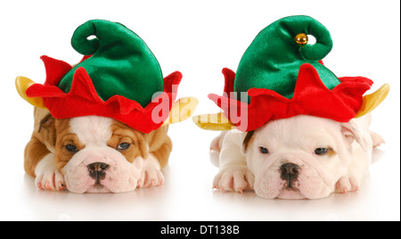 englische Bulldogge Welpen gekleidet wie Weihnachtself mit Reflektion auf weißem Hintergrund Stockfoto