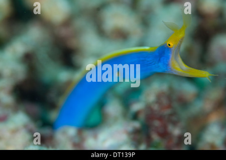 Blue Ribbon Eel, Rhinomuraena Quaesita, fotografiert in den Muluku Inseln, Halmahera, Indonesien. Stockfoto