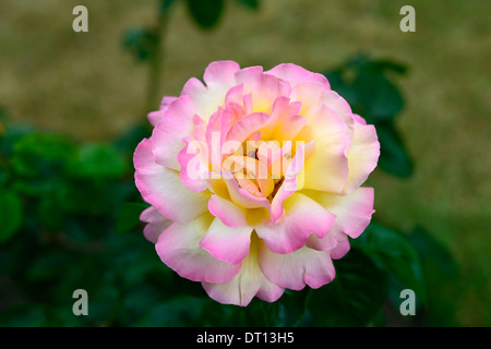 Rosa Frieden Madame eine Meilland Hybride Tee t rosa bündig gelbe rose Rosen Blume Blumen blühen Stockfoto