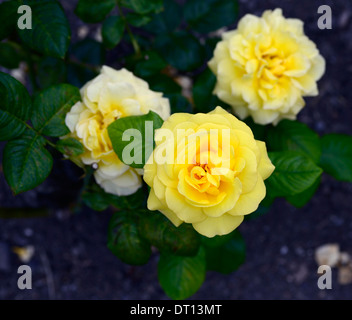 Rosa Top rose Floribunda Rosen gelbe Blumen Rosen Blüten blühen Stockfoto