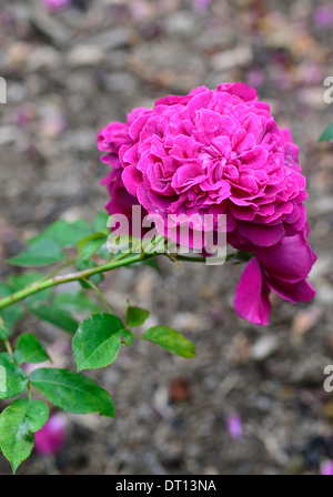 Rosa William Shakespeare 2000 Ausromeo Strauch rosa rose Rosen Blumen Blüte Stockfoto