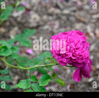 Rosa William Shakespeare 2000 Ausromeo Strauch rosa rose Rosen Blumen Blüte Stockfoto