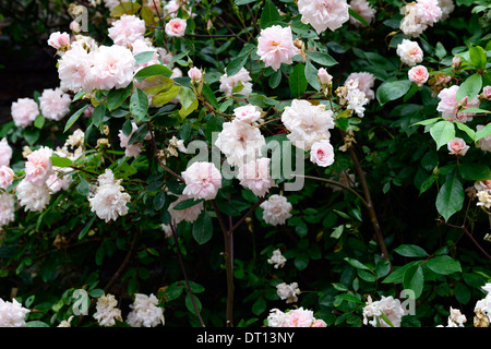 Rosa Cecile Brunner erröten rosa Blumen Blüte Klettern Kletterer stieg der weitläufigen Rambler-Rosen Stockfoto