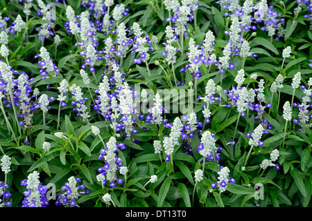 Salvia Farinacea Striata Mealycup Salbei Blau Silber Blumen Blüten mehrjährige blühende Blüte blühenden Pflanzenportraits Stockfoto