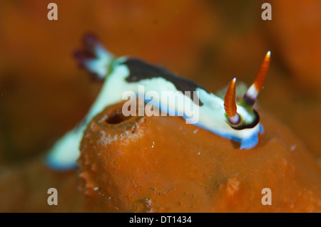 Nacktschnecken, Nembrotha Rutilans, Höhenplan, entgegengesetzte Tenate Landzunge, Halmahera, Molukken, Indonesien Stockfoto