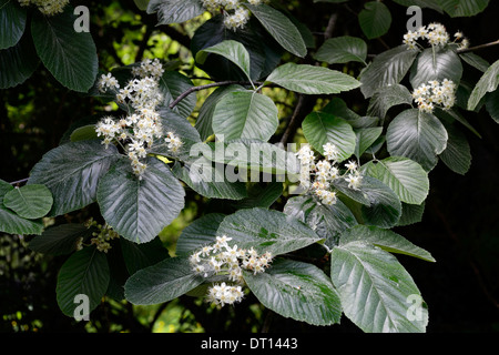 Sorbus Thibetica John Mitchell Mehlbeere Bäume weiße Blume Blumen grüne Blatt ornamentale Blätter Baum blühenden Frühling Stockfoto