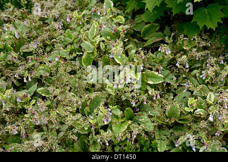 Symphytum Grandiflorum Goldschmied Zwerg Beinwell Laub grüne Blatt verlässt mehrjährige Pflanze bunte Frühlings vernally Stauden Stockfoto