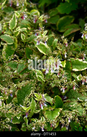 Symphytum Grandiflorum Goldschmied Zwerg Beinwell Laub grüne Blatt verlässt mehrjährige Pflanze bunte Frühlings vernally Stauden Stockfoto