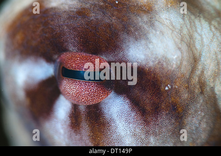 Tag-Krake, Octopus Cyanea, Full-Frame-Nahaufnahme des Auges, Lilai Steg, Halmahera, Molukken, Indonesien Stockfoto