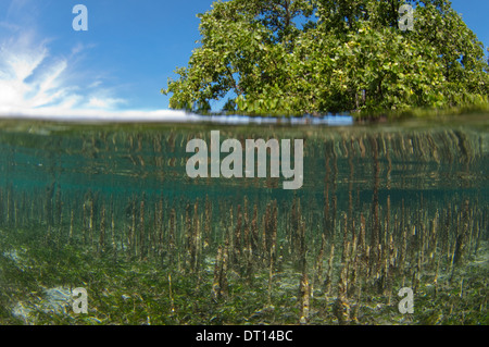 Halb und halb, Mangroven-Shootings und Baum, Halmahera, Molukken, Indonesien Stockfoto