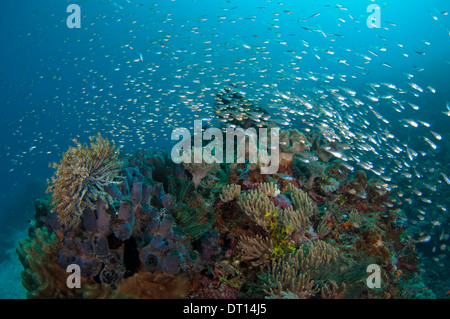 Schlanke Silverside, Hypoatherina Barnesi, Temornadofa West, Halmahera, Molukken, Indonesien, Stockfoto