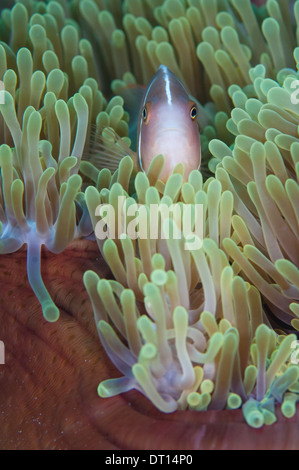 Rosa Anemonenfischen Amphiprion Perideraion, individuelle in Host Anemone, Halmahera, Molukken, Indonesien Stockfoto