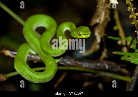 Juvenile Papstes Grubenotter, Tropidolaemus Popeorum Poring, Kinabalu Nationalpark, Ost-Malaysia, Sabah, Borneo Stockfoto