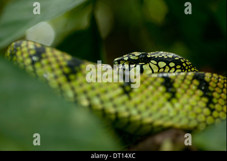 Sumatra-Grubenotter, Trimeresurus Sumatranus Lupa Masa, Poring, Kinabalu National Park, Sabah, Ost-Malaysia, Borneo. Stockfoto