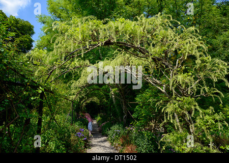 Wisteria Sinensis weiße chinesische Blüte Blüten Blütenstand Blütentrauben decken Metall Bogen gewölbte Spaziergang Gehweg Altamont Gärten carlow Stockfoto
