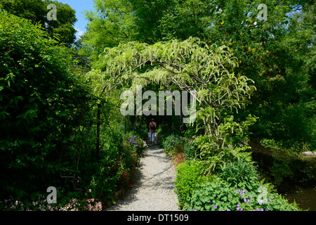 Wisteria Sinensis weiße chinesische Blüte Blüten Blütenstand Blütentrauben decken Metall Bogen gewölbte Spaziergang Gehweg Altamont Gärten carlow Stockfoto