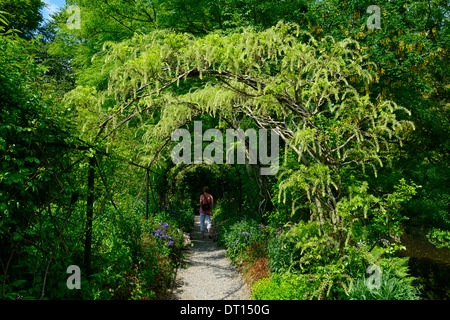 Wisteria Sinensis weiße chinesische Blüte Blüten Blütenstand Blütentrauben decken Metall Bogen gewölbte Spaziergang Gehweg Altamont Gärten carlow Stockfoto