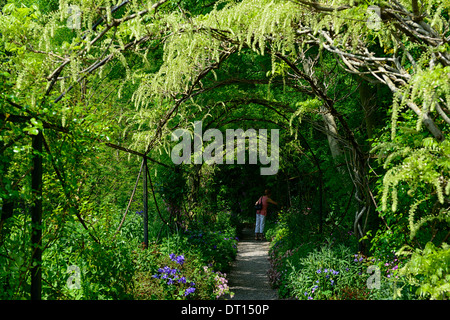Wisteria Sinensis weiße chinesische Blüte Blüten Blütenstand Blütentrauben decken Metall Bogen gewölbte Spaziergang Gehweg Altamont Gärten carlow Stockfoto