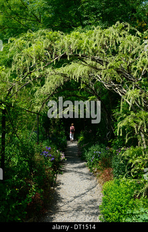 Wisteria Sinensis weiße chinesische Blüte Blüten Blütenstand Blütentrauben decken Metall Bogen gewölbte Spaziergang Gehweg Altamont Gärten carlow Stockfoto
