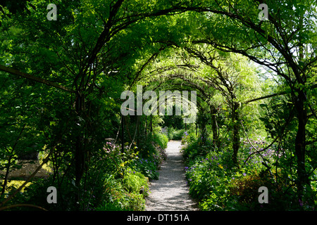 Wisteria Sinensis weiße chinesische Blüte Blüten Blütenstand Blütentrauben decken Metall Bogen gewölbte Spaziergang Gehweg Altamont Gärten carlow Stockfoto