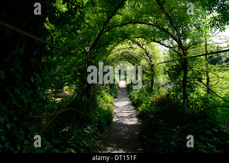 Wisteria Sinensis weiße chinesische Blüte Blüten Blütenstand Blütentrauben decken Metall Bogen gewölbte Spaziergang Gehweg Altamont Gärten carlow Stockfoto