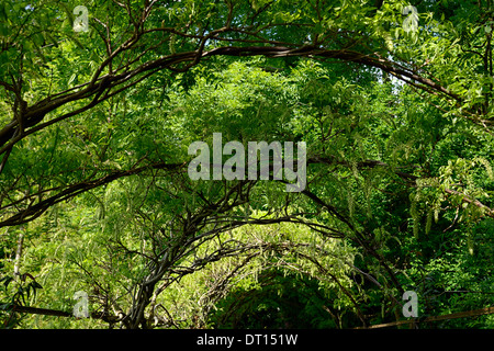 Wisteria Sinensis weiße chinesische Blüte Blüten Blütenstand Blütentrauben decken Metall Bogen gewölbte Spaziergang Gehweg Altamont Gärten carlow Stockfoto