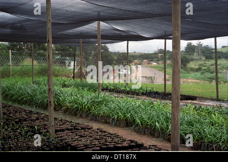 Gärtnerei Port Shepstone. Städtische und ländliche Entwicklung und Infrastruktur in der Ugi Region KwaZulu-Natal in Südafrika. Stockfoto