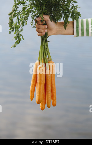 Seattle Washington USA neun Jahre altes Mädchen halten Bio-Karotten Stockfoto