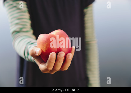 Seattle Washington USA neun Jahre altes Mädchen halten organische Nektarine Stockfoto