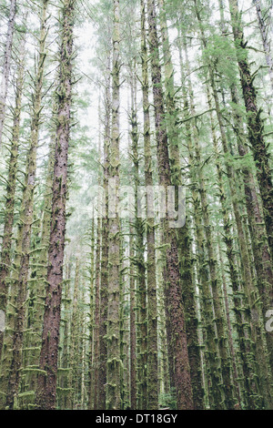 Olympic Nationalpark Washington USA. Sitka-Fichte und Western Hemlock Bäume Regenwald Stockfoto