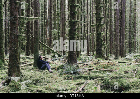 Olympic Nationalpark Washington USA. Mann moosbedeckten Hemlock und Spruce Bäume Stockfoto