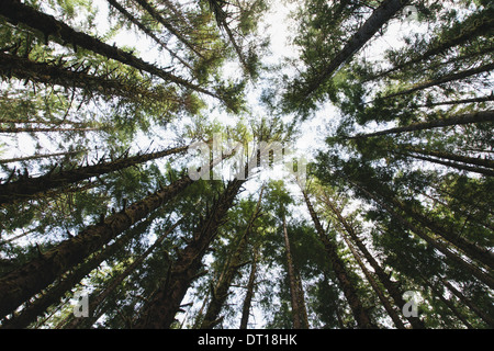 Olympic Nationalpark Washington USA. Baum Baldachin gemäßigten Regenwald USA anzeigen Stockfoto