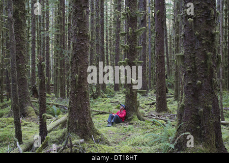 Olympic Nationalpark Washington USA. Mann moosbedeckten Hemlock und Spruce Bäume Stockfoto